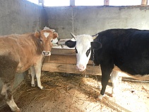 Семья Кустовых ждёт помощи 