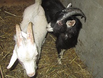 У семьи Кустовых - пополнение в поголовье!